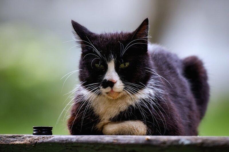 коты, портреты, стрит, анималистика, домашнии животные Грусть фото превью