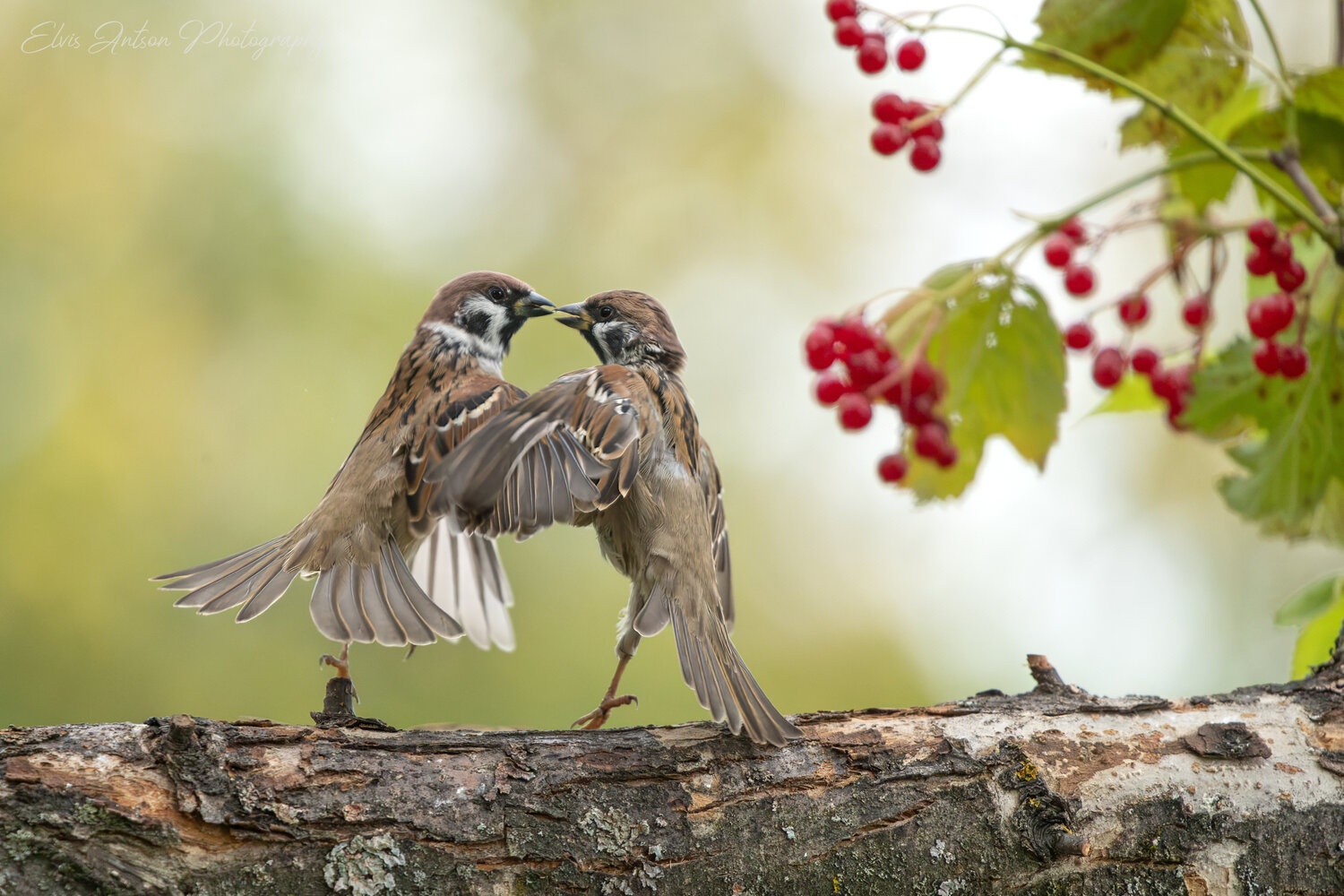action shot, wildlife, воробей, воробьи, полевой воробей, sparrow, birds, birdwatching, elvis antson, орнитология, дикие птицы, кострома, костромская область, пернатые, движение, крылья, птицы европы, птицы россии, наблюдение за птицами, Antson Elvis
