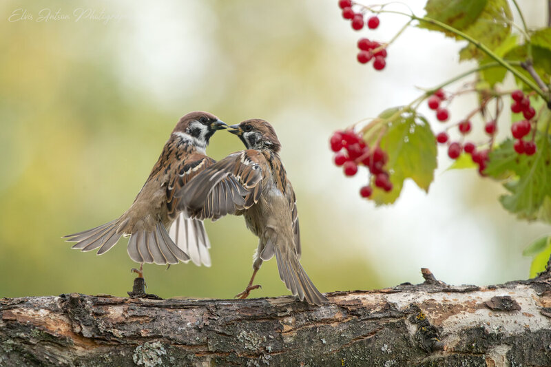 action shot, wildlife, воробей, воробьи, полевой воробей, sparrow, birds, birdwatching, elvis antson, орнитология, дикие птицы, кострома, костромская область, пернатые, движение, крылья, птицы европы, птицы россии, наблюдение за птицами Кипит воробьиная жизнь фото превью