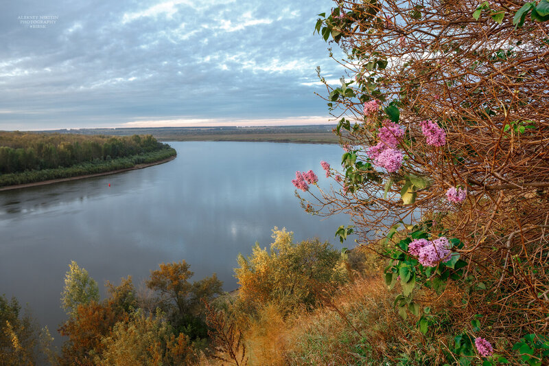 И в сентябре цветёт сирень фото превью
