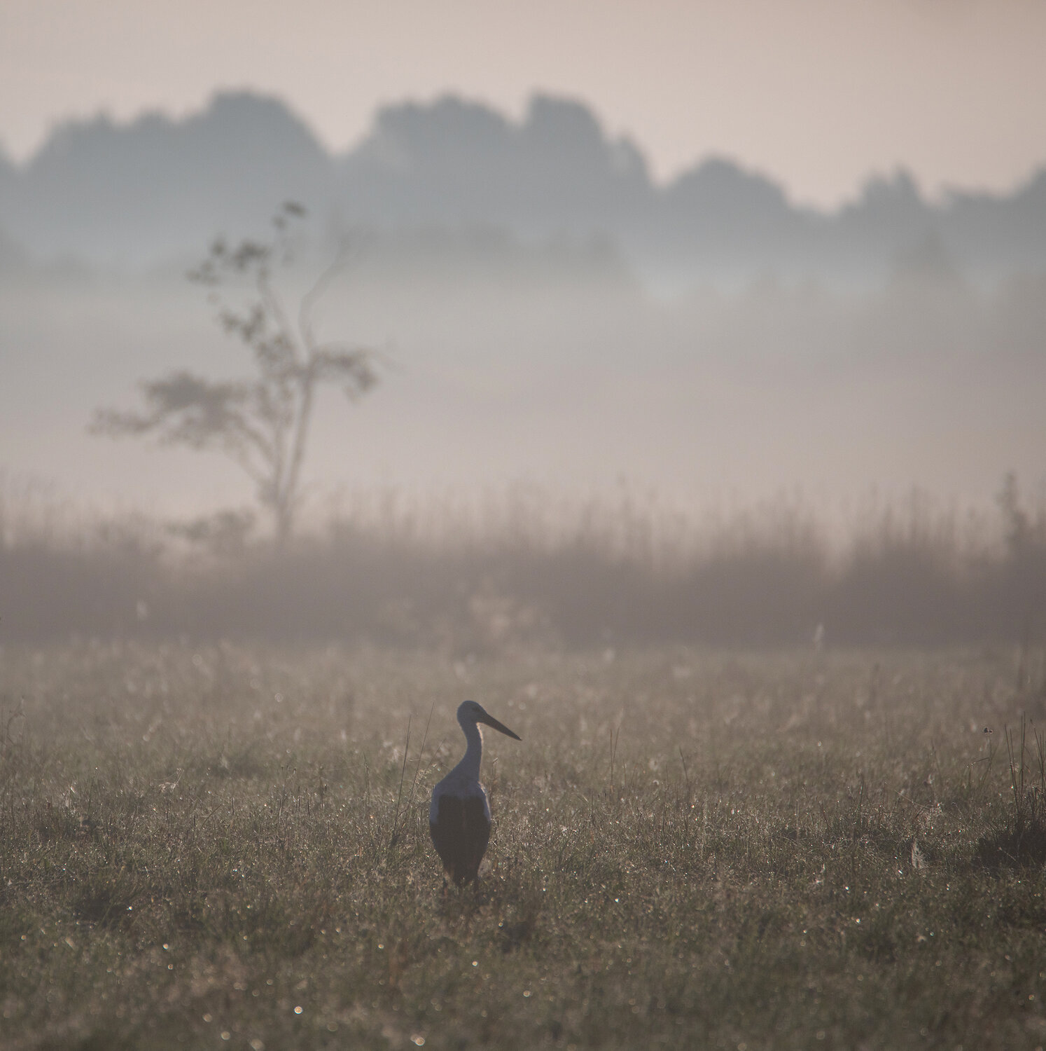 аист, новгородская область, туман, рассвет, природа, россия, птицы, деревня, Павел Ващенков