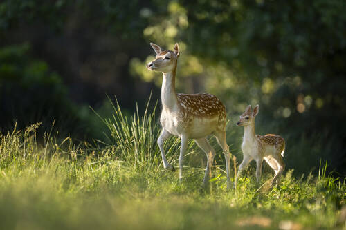 New life