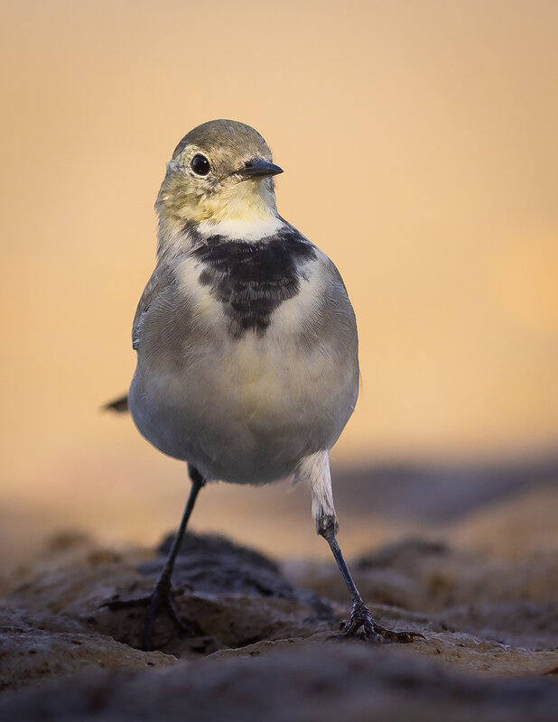 White Wagtail фото превью