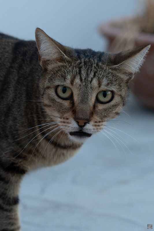 кот The cat фото превью