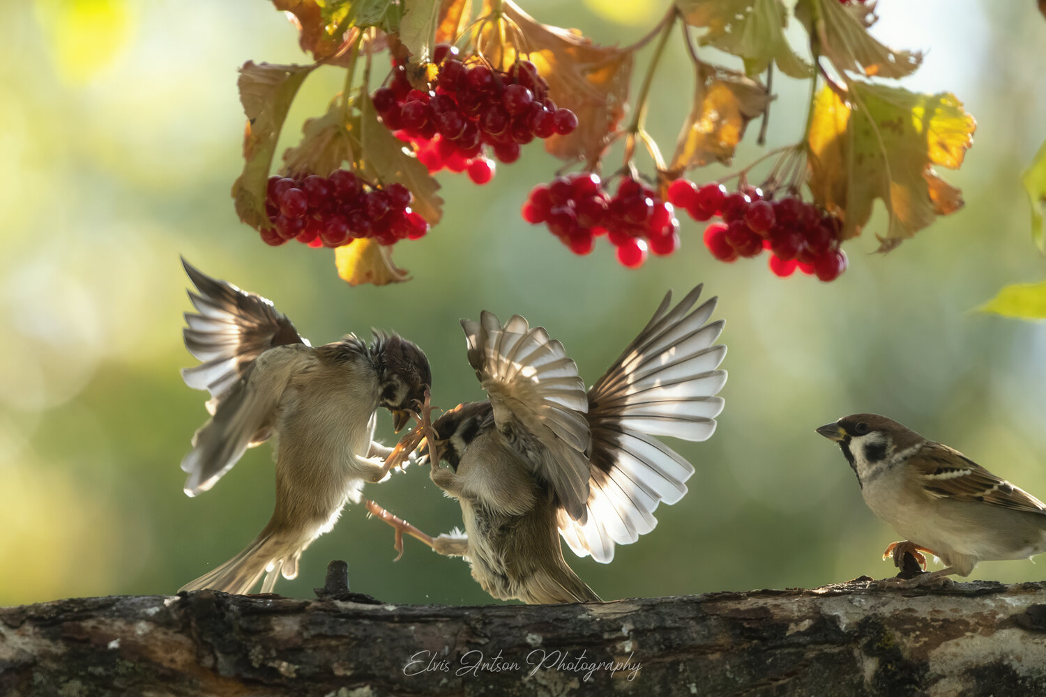 action shot, wildlife, воробей, воробьи, полевой воробей, sparrow, birds, birdwatching, elvis antson, орнитология, дикие птицы, кострома, костромская область, пернатые, движение, крылья, птицы европы, птицы россии, наблюдение за птицами, Antson Elvis