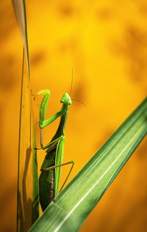 ... фото превью