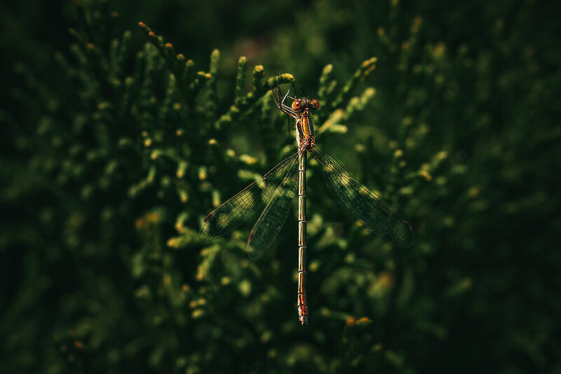 насекомые, стрекозы, макро, природа, insects, odonata, macro, nature Маленькая и глазастая фото превью