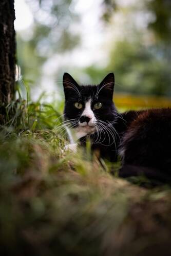 Кото портрет