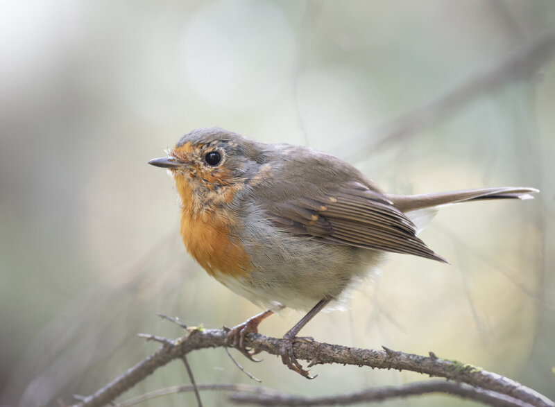 Зарянка Erithacus rubecula фото превью
