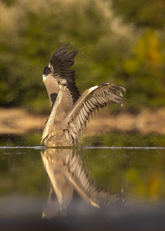 Heron фото превью