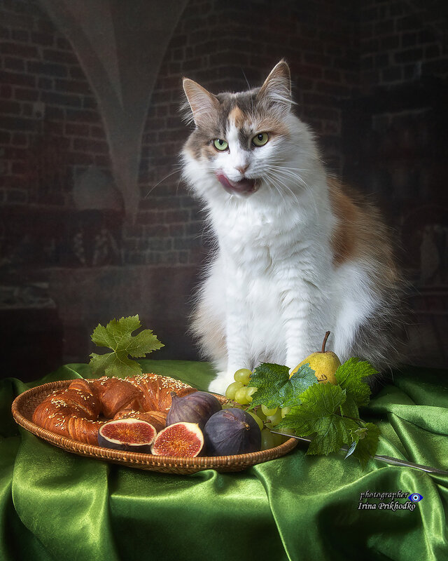 натюрморт, еда, кошки, животные, питомцы - Хоть рогаликом закушу! фото превью