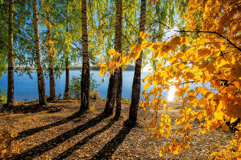 Золото осени фото превью