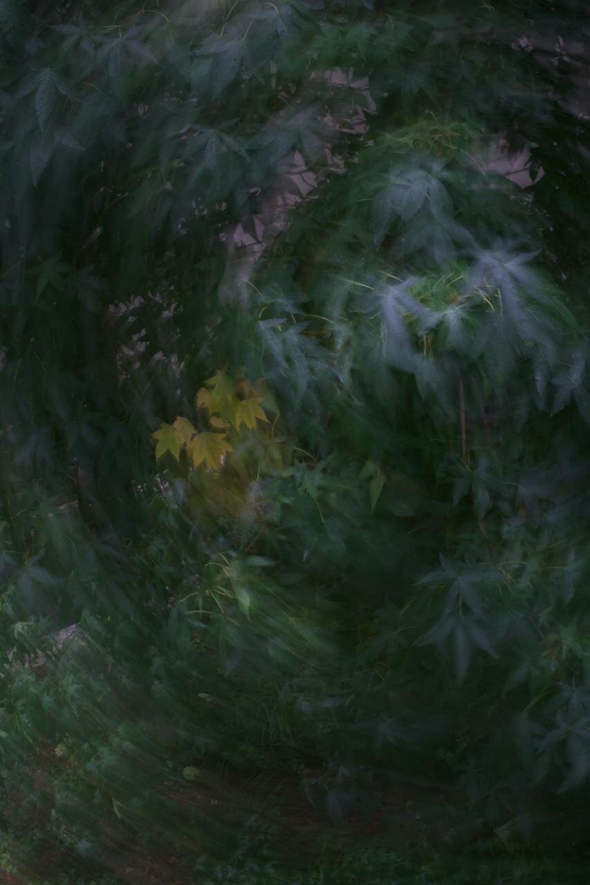 Перед бурей. Автор: Michael Krutikov , Michael Krutikov