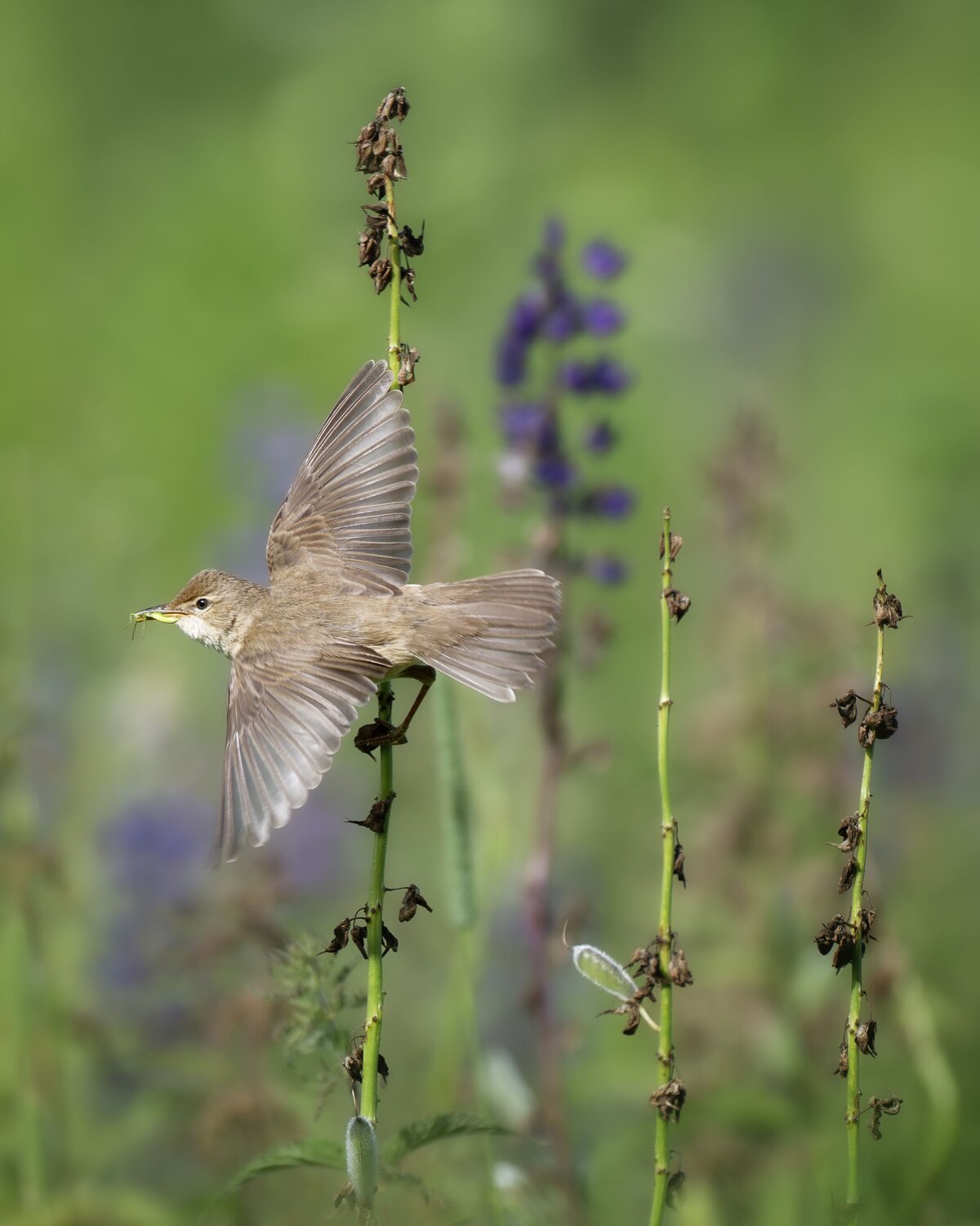 Болотная камышовка (Acrocephalus palustris). Автор: Шальнева Полина , Шальнева Полина