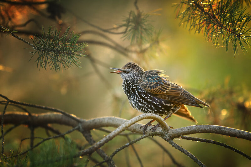 ...... фото превью