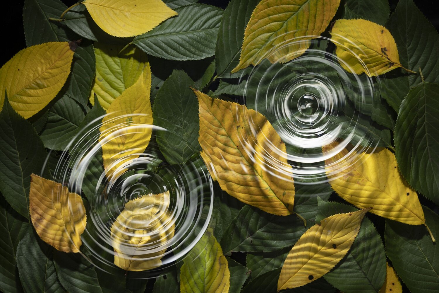 twowaterripples, waterripples, ripplesinwater, ripplingwater, waterreflection, naturephotography, leaves, nature, raimu182