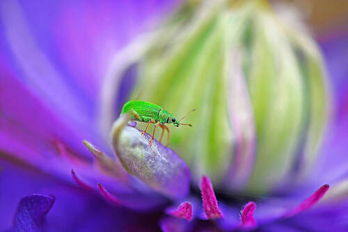 Groene snuitkever
