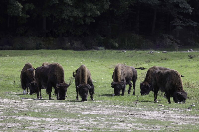 Wood bison фото превью