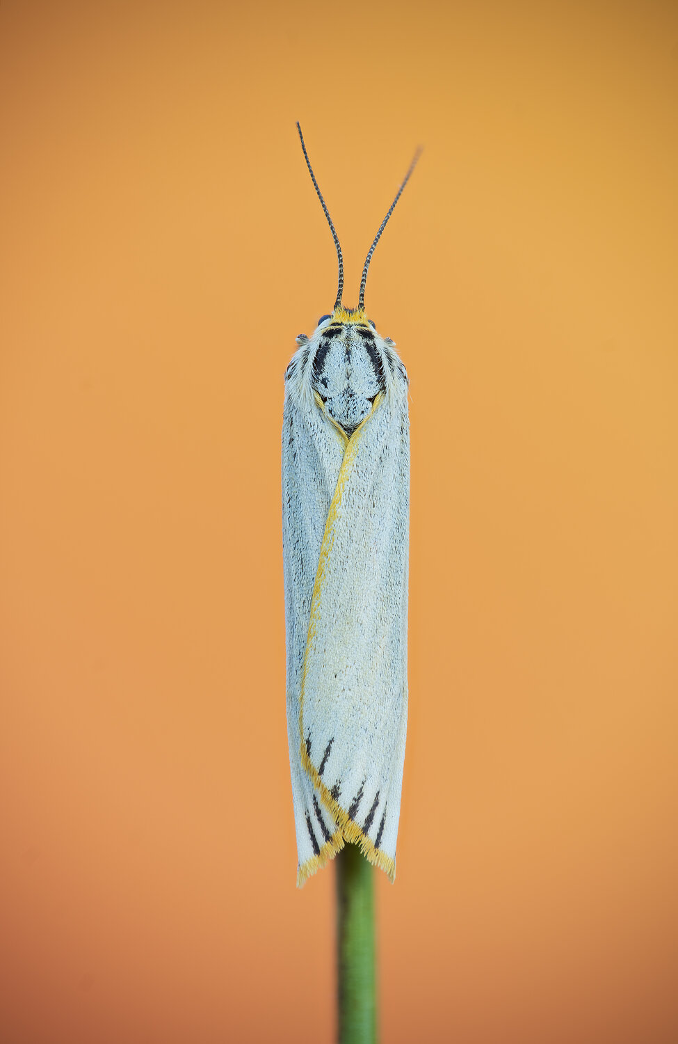 Orange white. Автор: Camilla Zocchi bug, macrophotography, microworld, moth, Camilla Zocchi