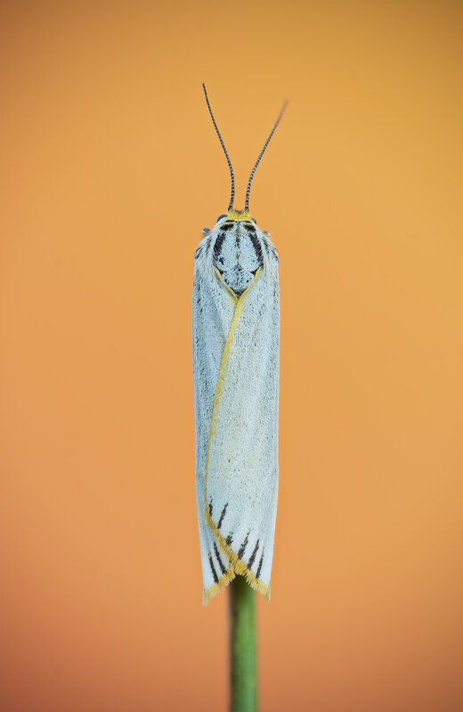 bug, macrophotography, microworld, moth Orange white фото превью