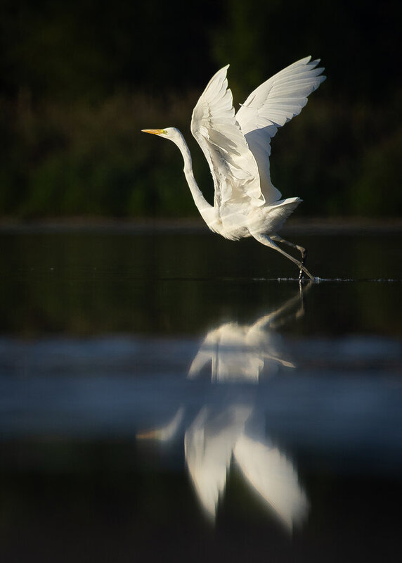 Heron фото превью