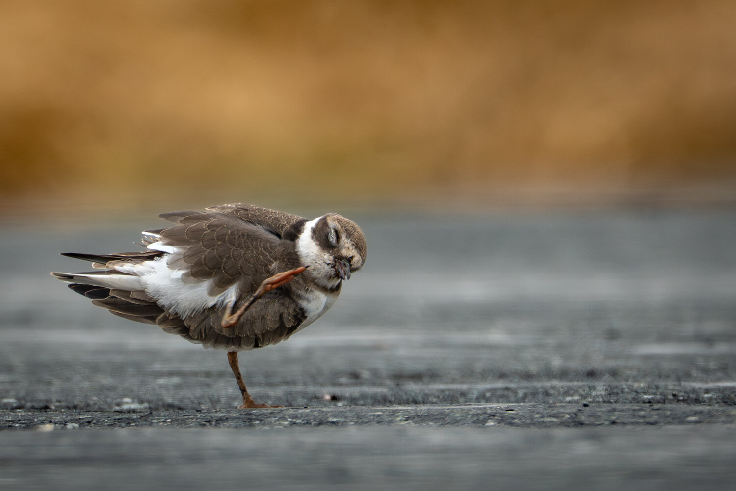 птицы, фотоохота, birdwatching, Высотских Владимир