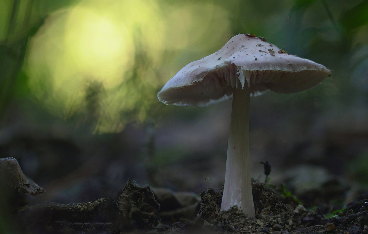 mushroom, bokeh, selective focus, close up, forest, Andr&eacute;s Emilio