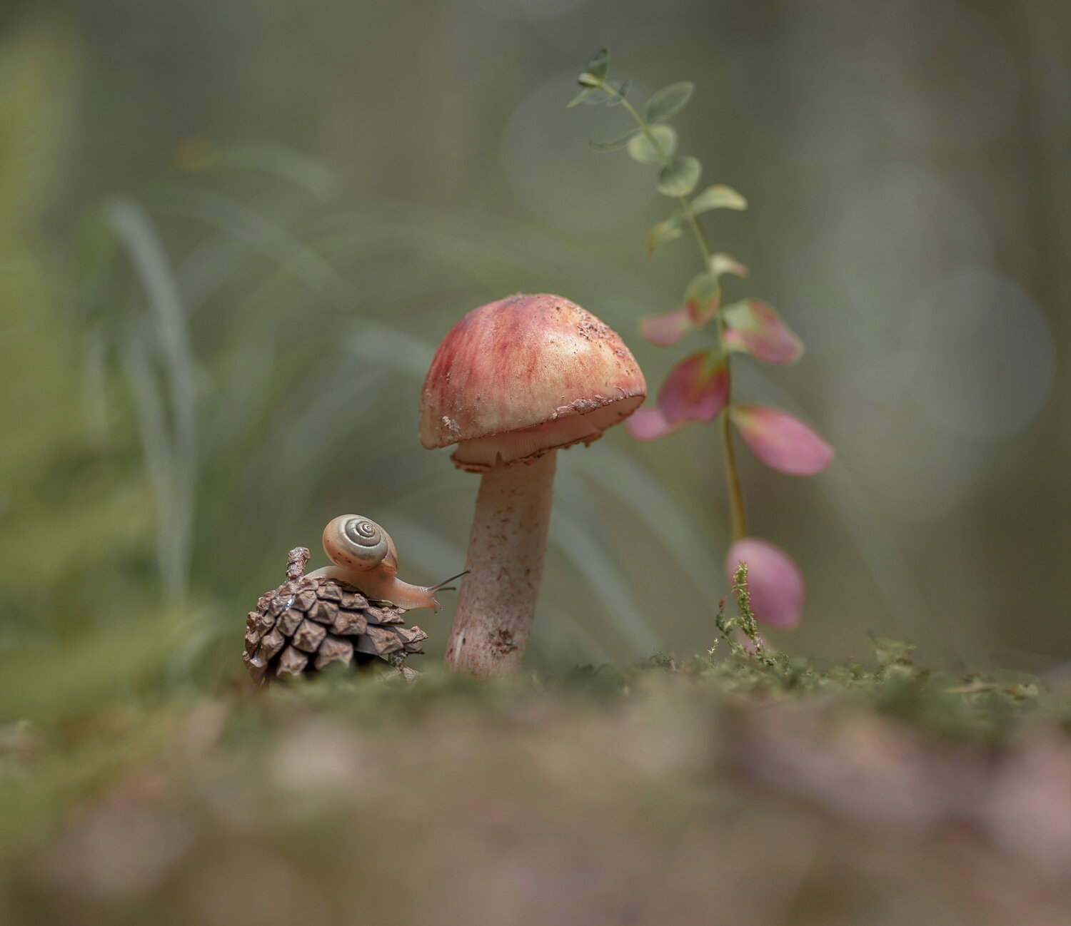 грибы, улитка, природа, Александр Гвоздь