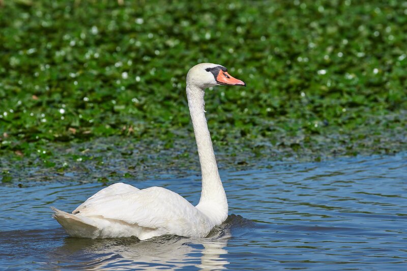 Cygnus olor, swan, volgograd, russia, wildlife Cygnus olor фото превью