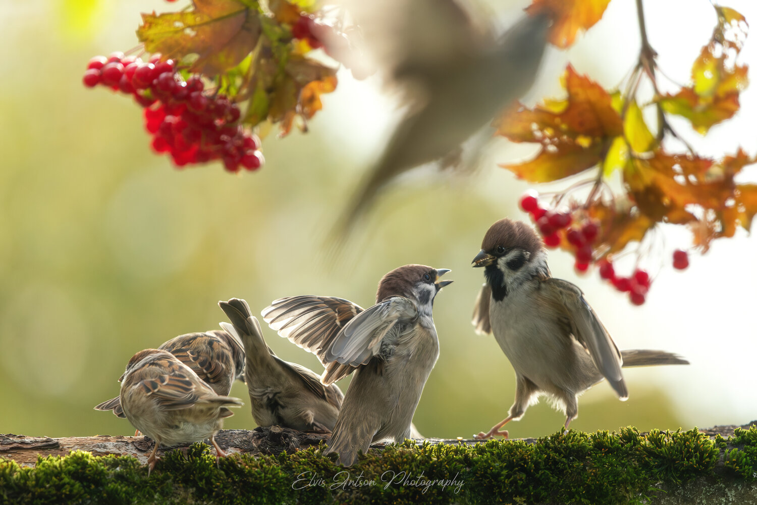 action shot, wildlife, воробей, воробьи, полевой воробей, sparrow, birds, birdwatching, elvis antson, орнитология, дикие птицы, кострома, пернатые, эмоции, движение, птицы россии, птицы европы, наблюдение за птицами, bird photography, Antson Elvis