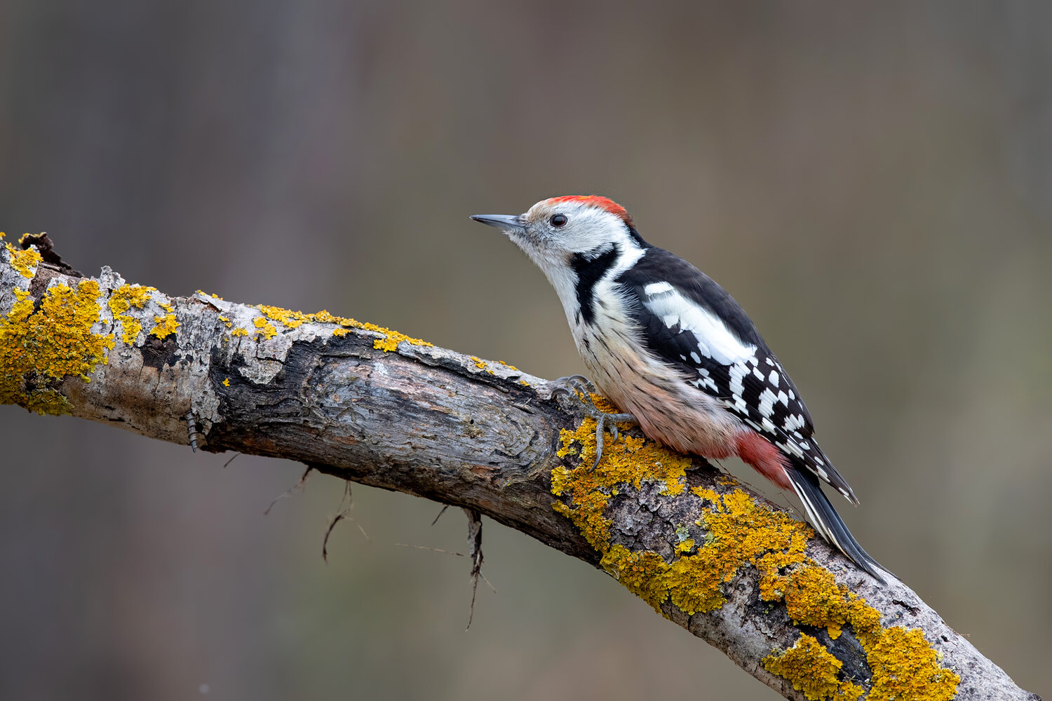 Middle Spotted Woodpecker perched on a lichen-covered branch, beautifully isolated against a soft natural background.. Автор: Damian Kwasek middle spotted woodpecker, dendrocoptes medius, woodpecker, bird, wild bird, wildlife, nature, avian, european bird, forest bird, woodland, perched, branch, lichen, colorful lichen, bird portrait, wildlife photography, nature photography, birdwatching, or, Damian Kwasek