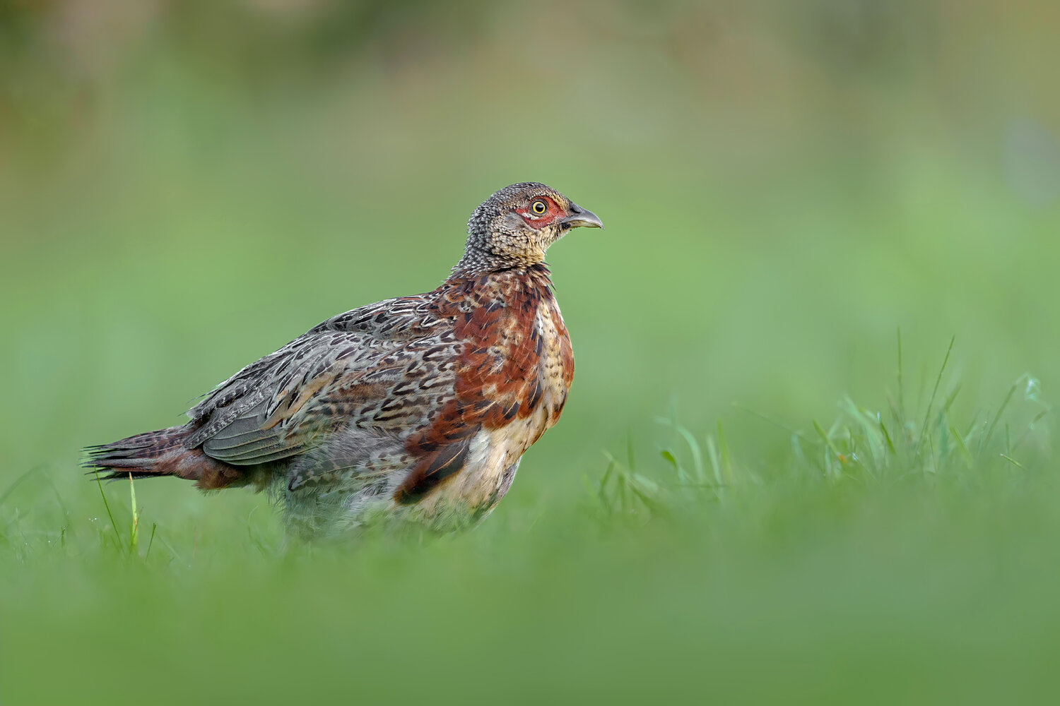common pheasant, phasianus colchicus, pheasant, bird, wild bird, wildlife, nature, game bird, female pheasant, meadow, grassland, green meadow, natural habitat, bird portrait, wildlife photography, nature photography, bird photography, ground bird, plumag, Damian Kwasek