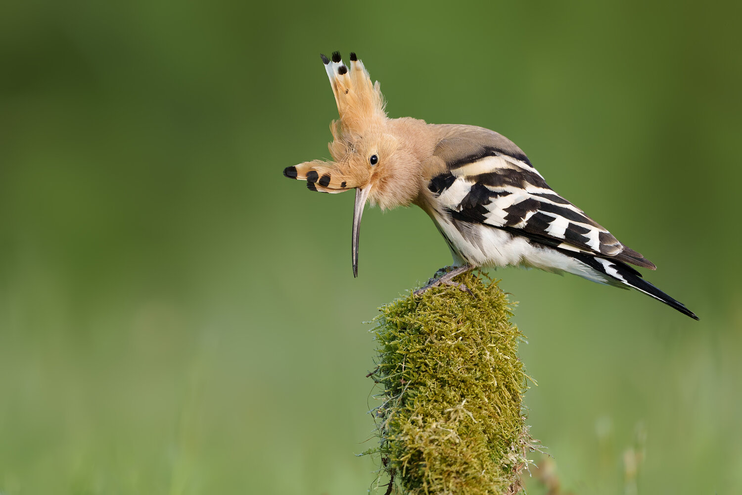 eurasian hoopoe, upupa epops, hoopoe, bird, wild bird, wildlife, nature, european bird, colorful bird, crested bird, crest, raised crest, bird portrait, perched bird, moss, mossy stump, natural habitat, wildlife photography, bird photography, nature photo, Damian Kwasek