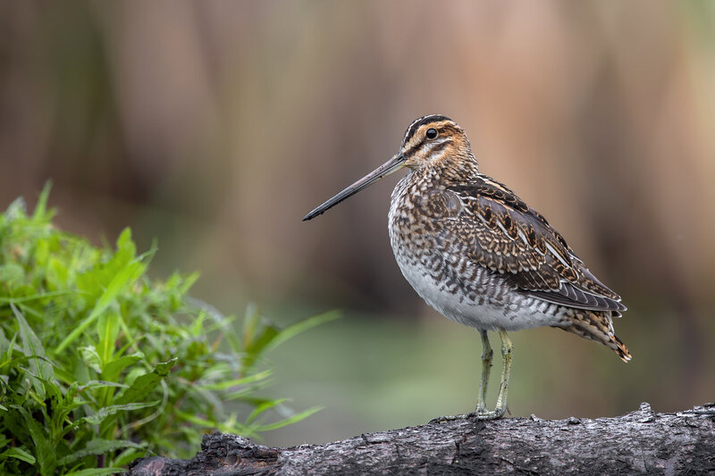 common snipe, gallinago gallinago, snipe, bird, wild bird, wildlife, nature, wader, shorebird, wetland bird, european bird, bird portrait, perched bird, long bill, plumage, feathers, camouflage, wetland, marsh, natural habitat, wildlife photography, bird  Silent Watcher фото превью