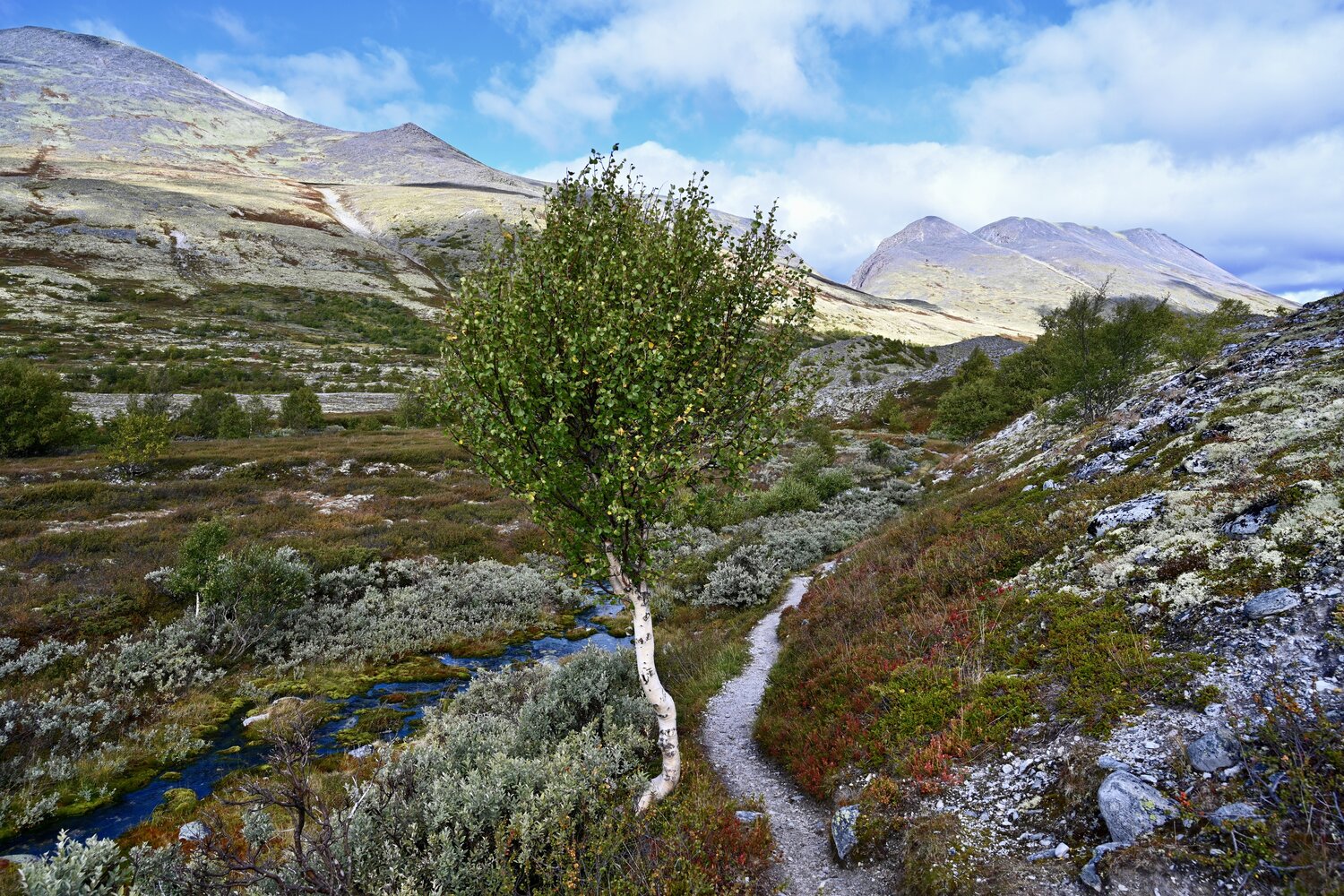 Landscapes, Norway, Rondane, Autumn, Colorful, Birch, Mountain, Svetlana Povarova Ree