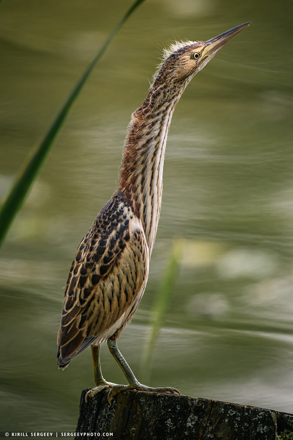bittern, выпь, птица, природа, пруд, бёрдвочинг, bird, nature, pond, birdwatching, цапля, heron, Сергеев Кирилл