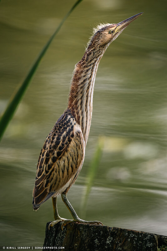 bittern, выпь, птица, природа, пруд, бёрдвочинг, bird, nature, pond, birdwatching, цапля, heron Выпь | Bittern фото превью