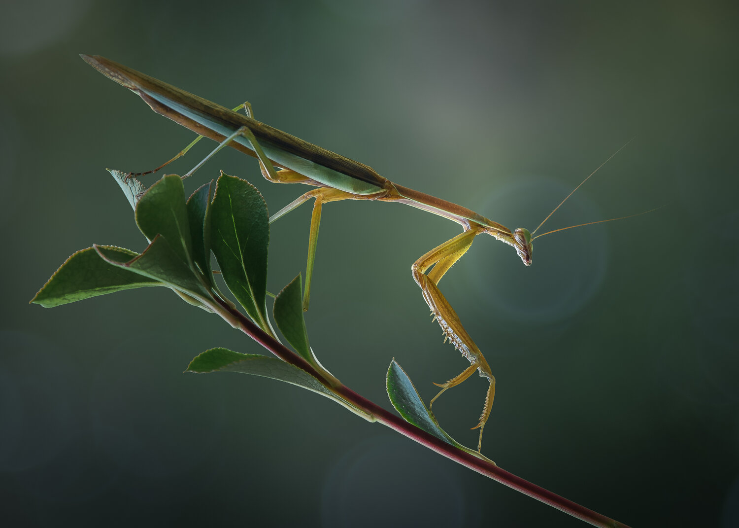 mantis, praying mantis, macro, Atul Saluja