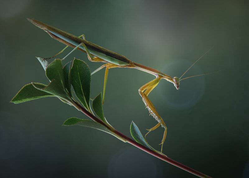 mantis, praying mantis, macro Tippy toe фото превью
