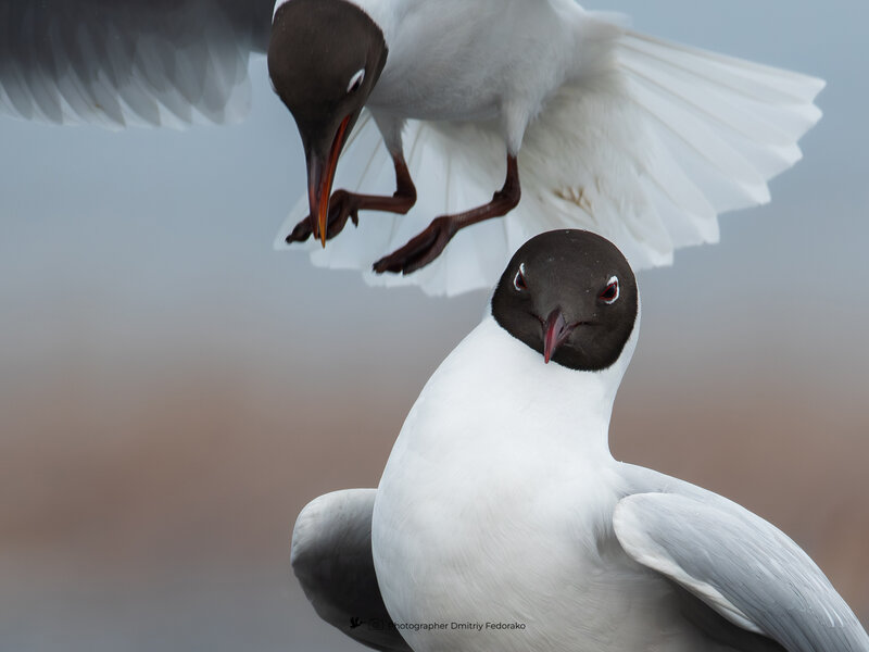 Спасибо, что не на голову))  //  Thank you for not being a head )) фото превью