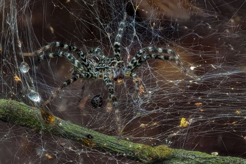 A spider фото превью