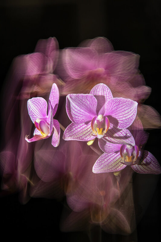 Orchids фото превью