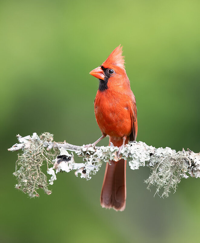 красный кардинал, northern cardinal, cardinal, кардинал, птицы, wild, birds Красный кардинал - Northern Cardinal фото превью