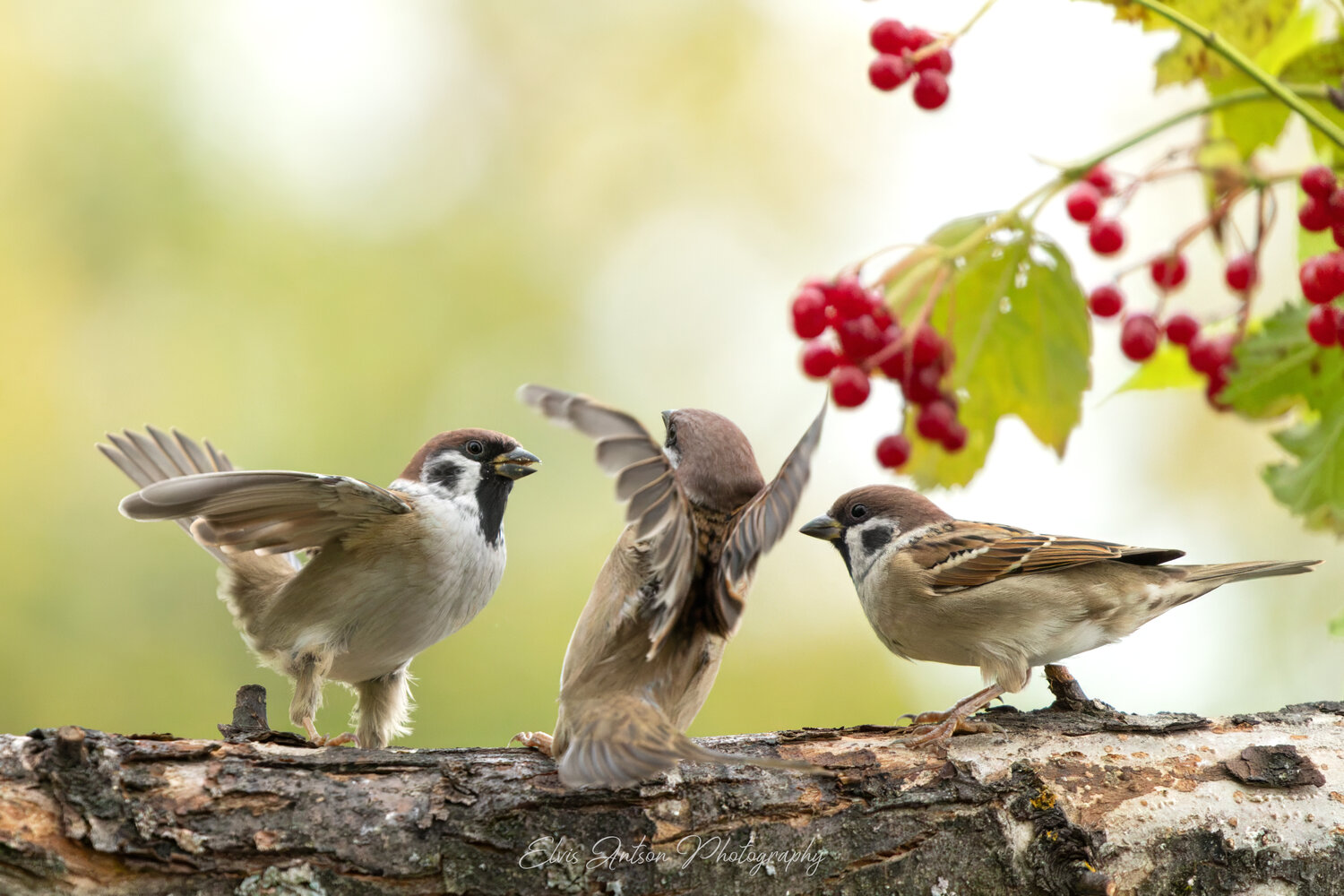 Третий лишний. Автор: Antson Elvis action shot, wildlife, воробей, воробьи, полевой воробей, sparrow, birds, birdwatching, elvis antson, орнитология, дикие птицы, кострома, пернатые, эмоции, движение, птицы россии, птицы европы, наблюдение за птицами, bird photography, Antson Elvis