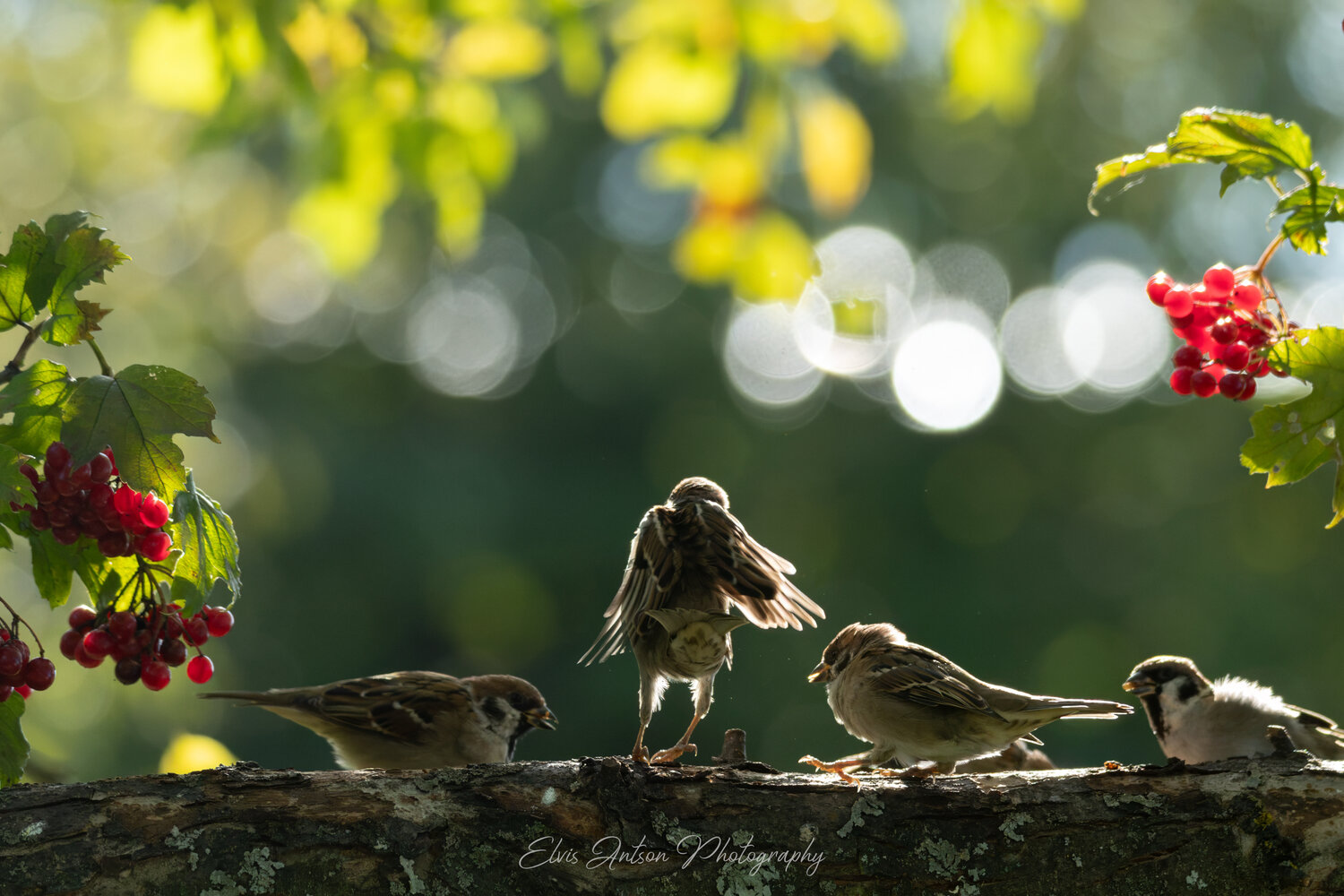 action shot, wildlife, воробей, воробьи, полевой воробей, sparrow, birds, birdwatching, elvis antson, орнитология, дикие птицы, кострома, пернатые, птицы россии, птицы европы, наблюдение за птицами, bird photography, nature photography, communication, Antson Elvis