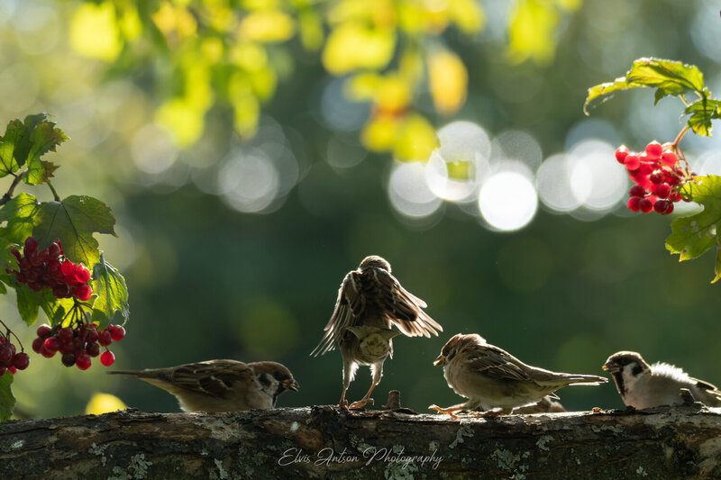 action shot, wildlife, воробей, воробьи, полевой воробей, sparrow, birds, birdwatching, elvis antson, орнитология, дикие птицы, кострома, пернатые, птицы россии, птицы европы, наблюдение за птицами, bird photography, nature photography, communication «Маленький человек» фото превью