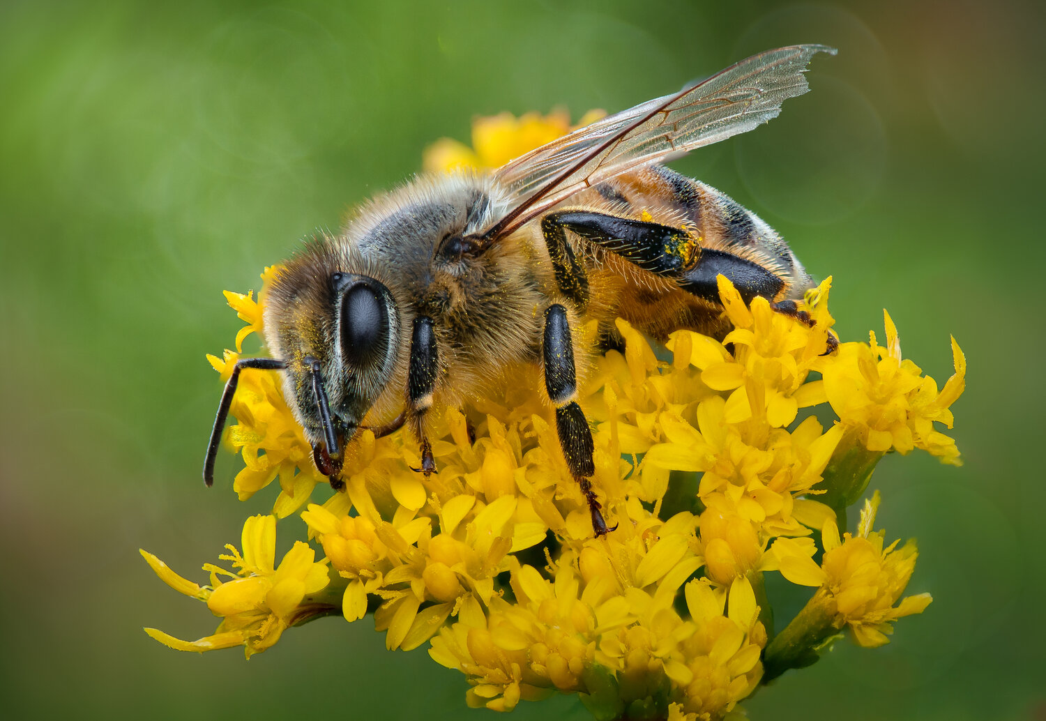 bee, honeybee, goldenrod, macro, Atul Saluja