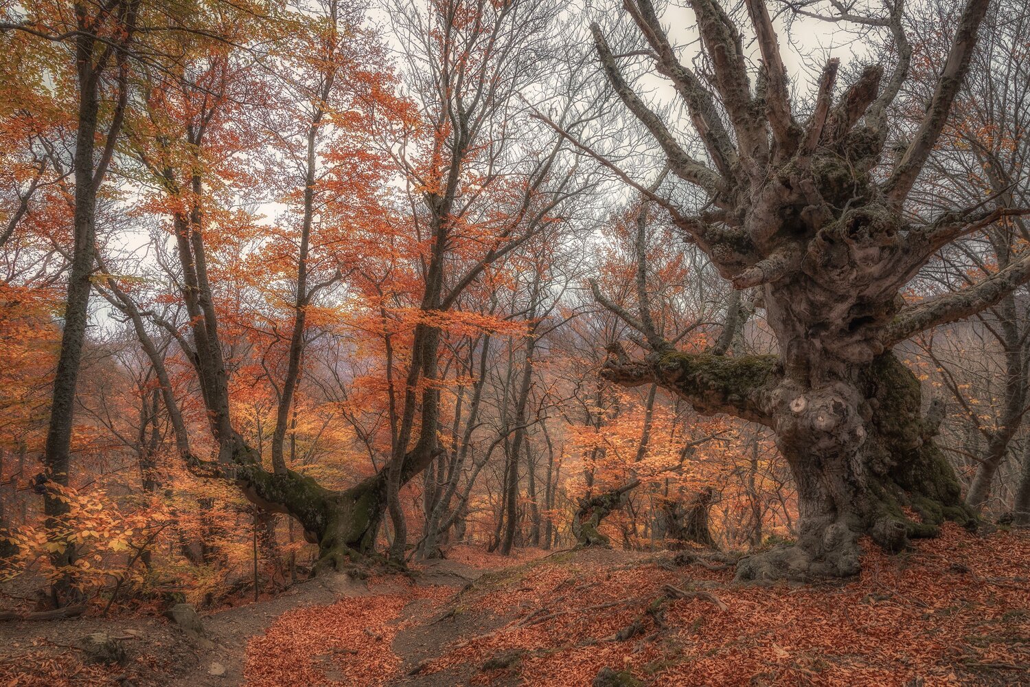 Крым, Елена Гусева