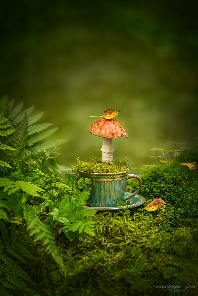 , Arina Bogachyova