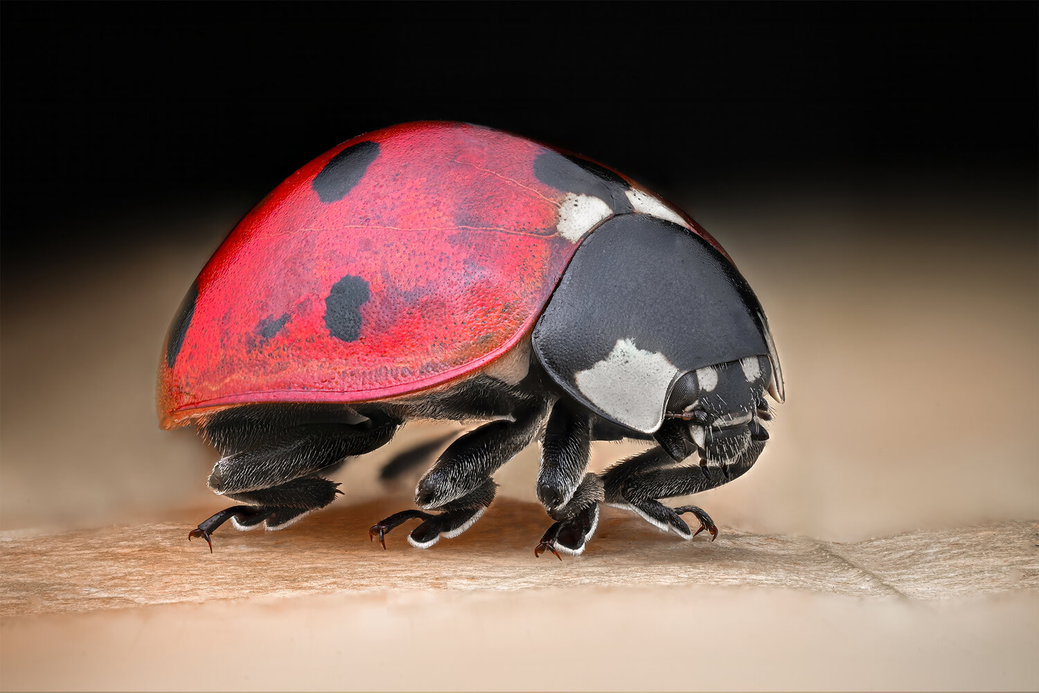 Автор: Tsvetan Ganev ceclii, macro, ladybug, nikon, Tsvetan Ganev